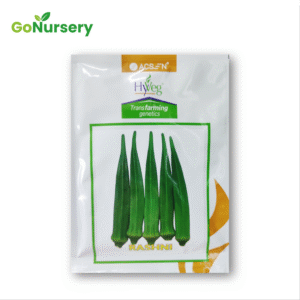 ঢেরস-রোশনি-10GM